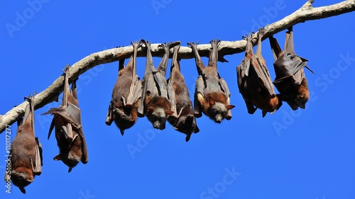 Fotografi Fruit bats resting on a tree