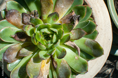 Close up of bright green plant photo