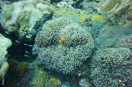 Anemone fish and sea anemone at Tulamben, Bali, Indonesia on September 19, 2015