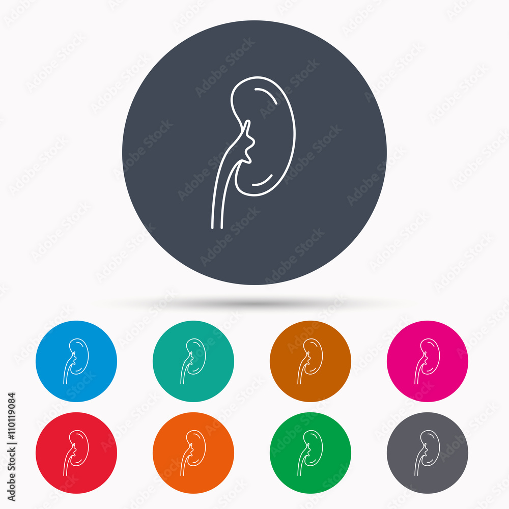 Kidney icon. Transplantation organ sign. Kidney icon. Transplantation organ sign.