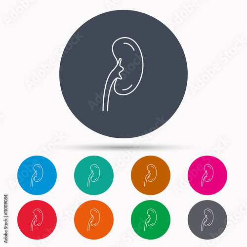 Kidney icon. Transplantation organ sign.