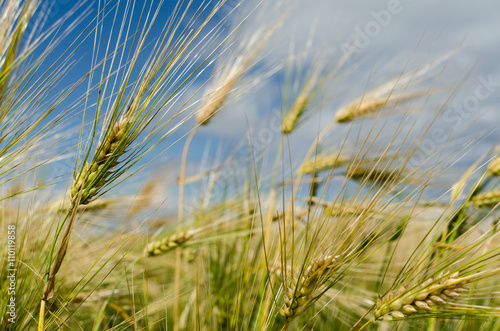brins de bl   au vent