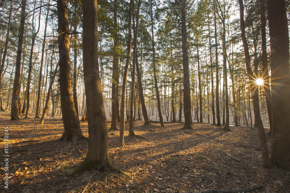 Sunset view through pine trees in the Berkshire Mountains of Western Massachusetts. Sunset view through pine trees in the Berkshire Mountains of Western Massachusetts.
