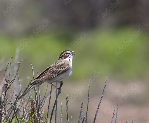 Lark Sparrow-Colorado