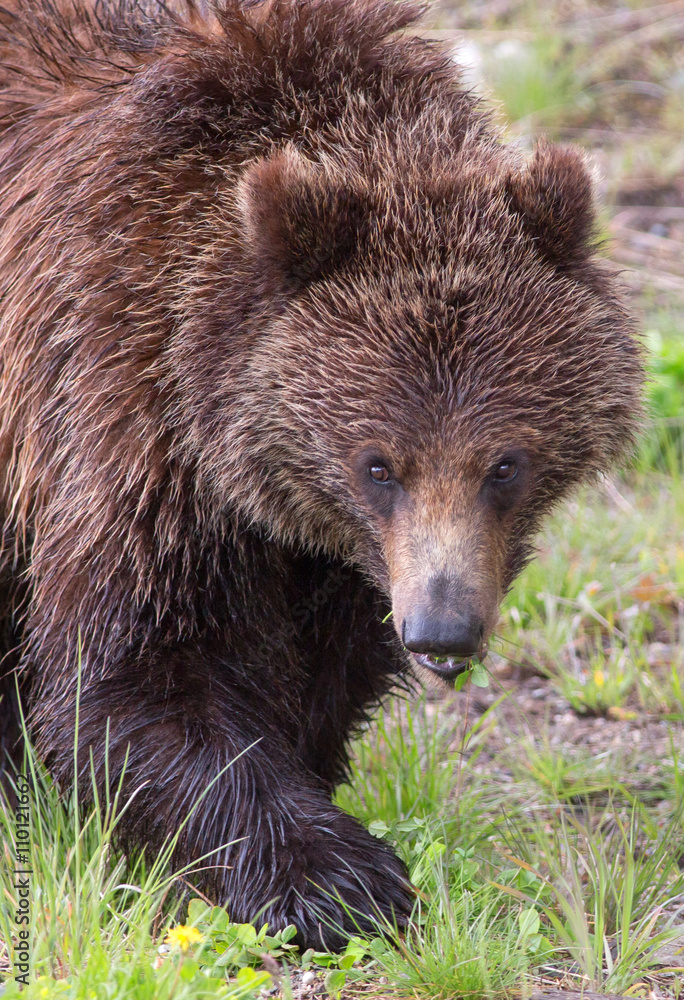 American Black Bear - Portrait, Yellowstone American Black Bear - Portrait, Yellowstone