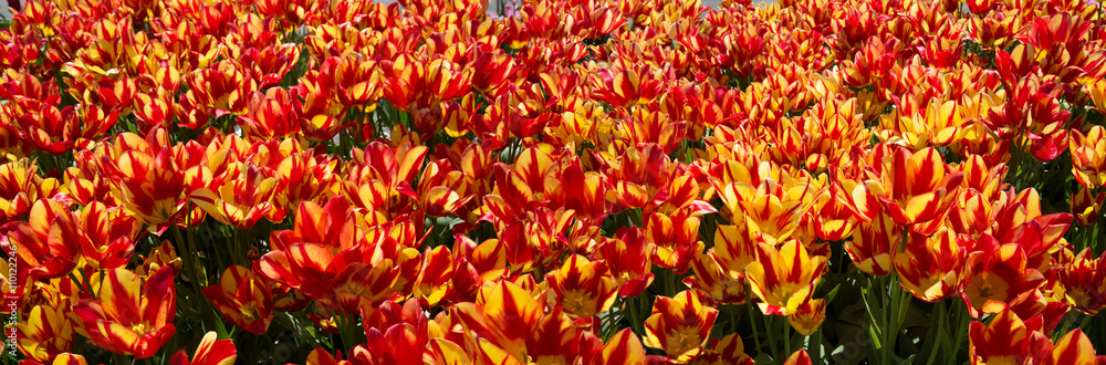 Beet mit roten und gelben Tulpen - Panoramafoto Beet mit roten und gelben Tulpen - Panoramafoto