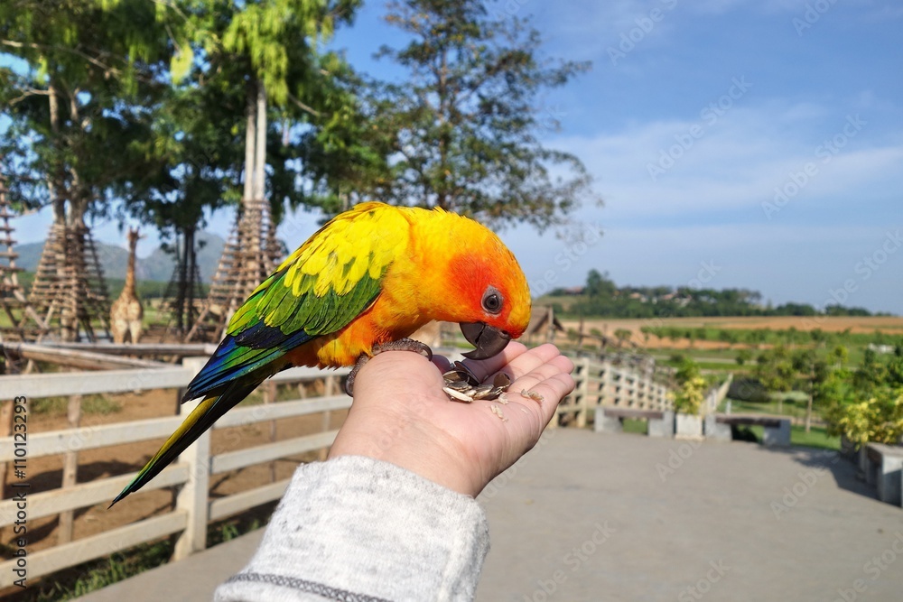 Obraz premium Colorful parrots sitting on human hand