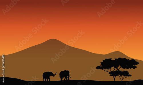 Silhouete of elephant in fields