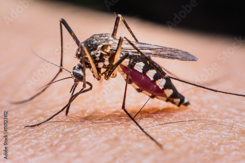 Wallpaper Mural Close-up of a mosquito sucking blood Torontodigital.ca
