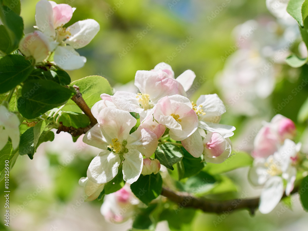 Obraz premium beautiful flowering apple trees.