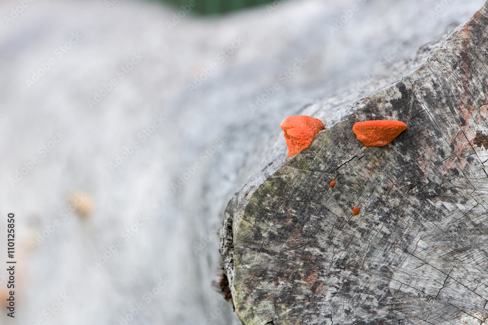 Red Mushrooms on Dead Tree Trunk Red Mushrooms on Dead Tree Trunk