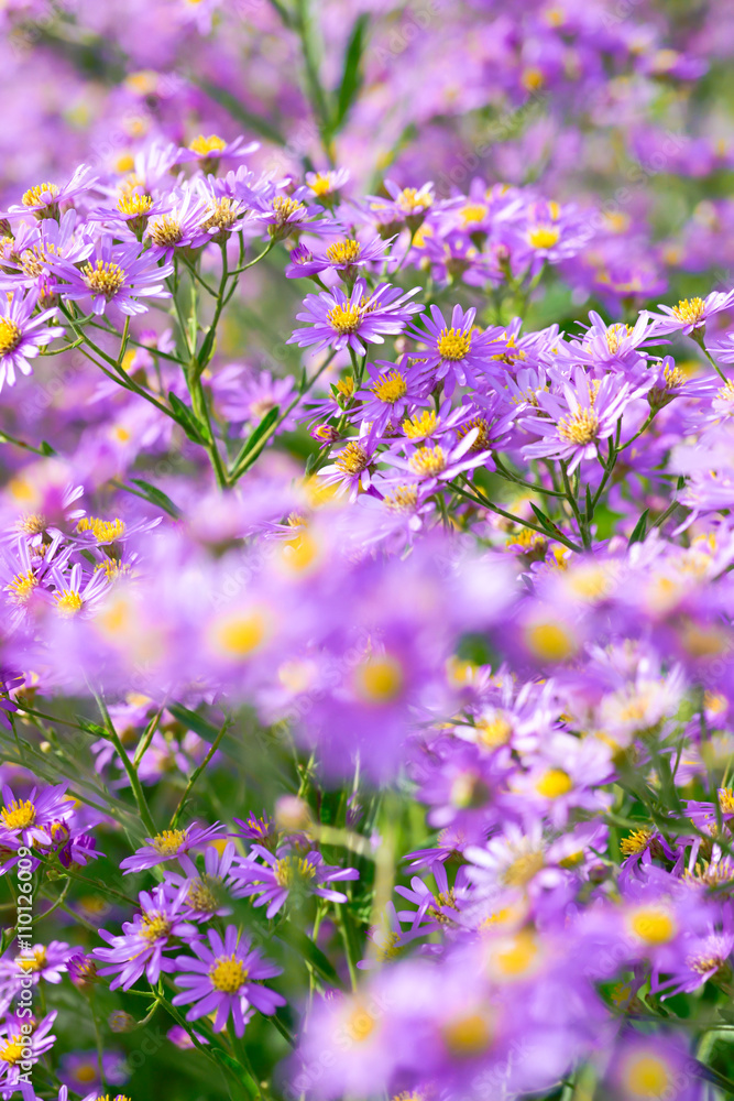 Obraz premium Perennial aster 
