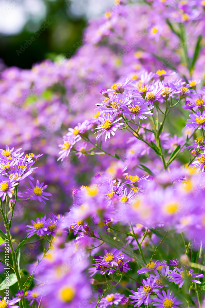 Obraz premium Perennial aster
