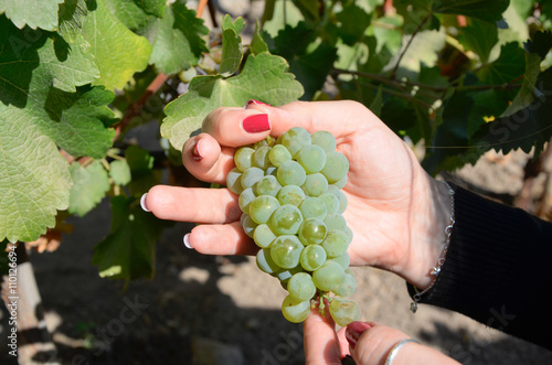 Bunch of grapes