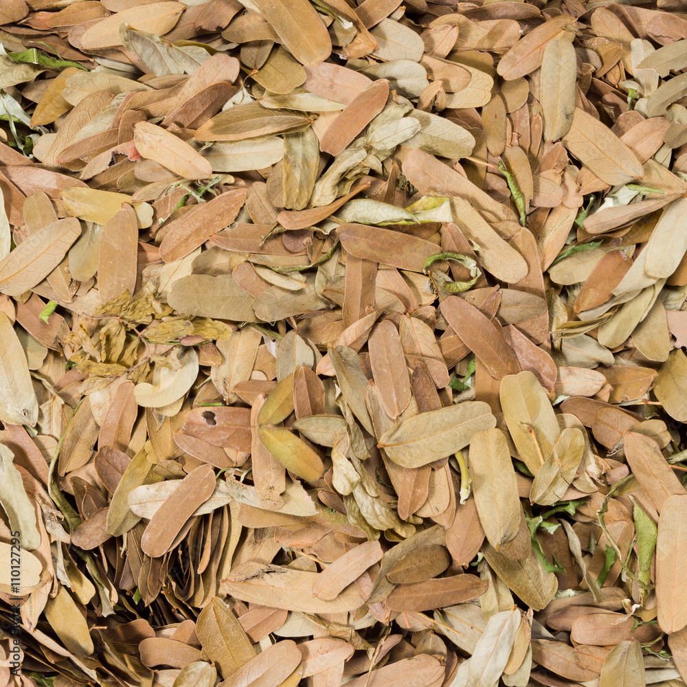 tamarind leaf dry as background tamarind leaf dry as background
