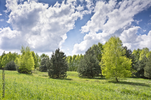 Piękny widok z brzozami i białymi chmurami na błękitnym niebie.
Soczysta zieleń drzew pomiędzy polami wczesną wiosną w pogodny dzień.