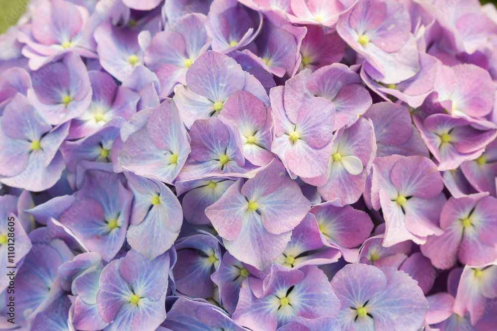 Close up beautiful hydrangea flower