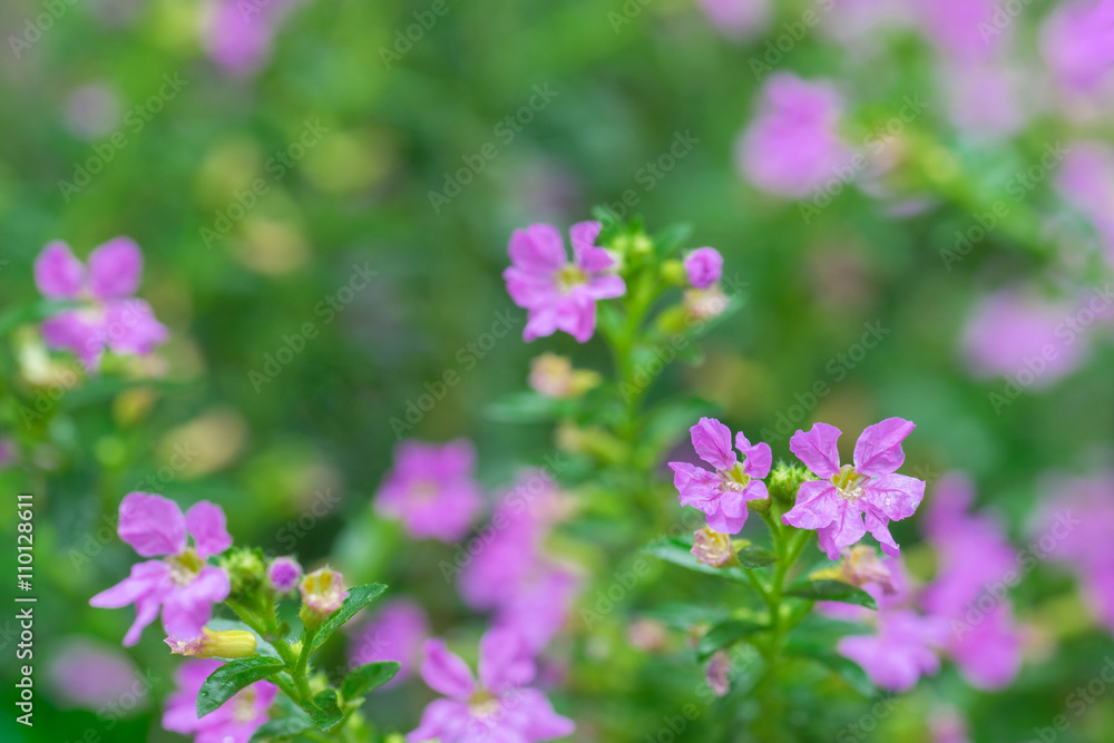 Small Pink Flowers in Rain