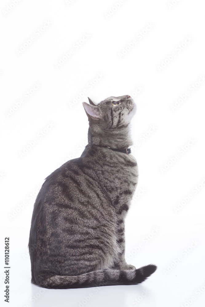 Fototapeta premium Cat profile.