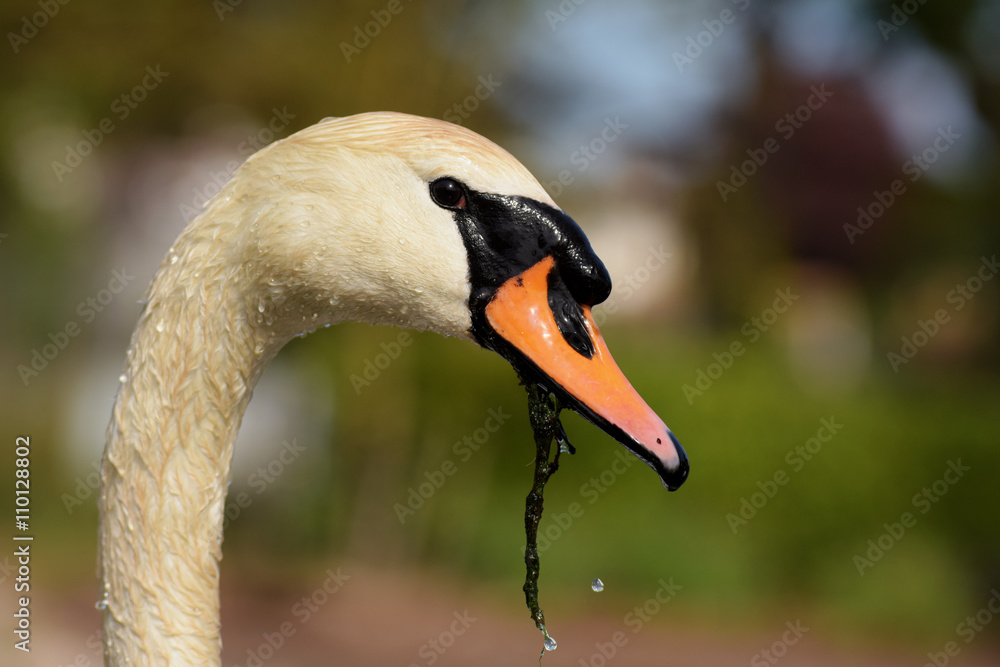 Fototapeta premium Mute Swan, cygnus olor