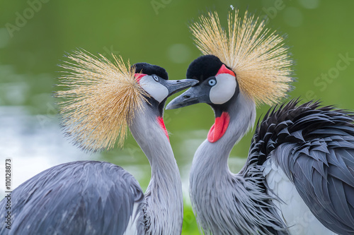 Beautiful crowned crane