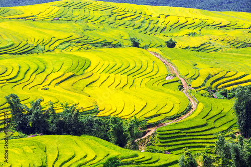Terraced rice fields in Sapa  Lao Cai  Vietnam