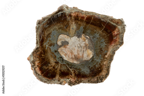 Large piece of fossil wood isolated