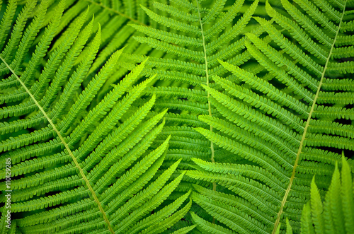 background of green fern leaves