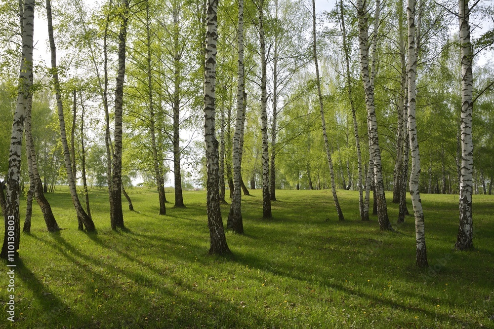 Obraz premium Birch forest