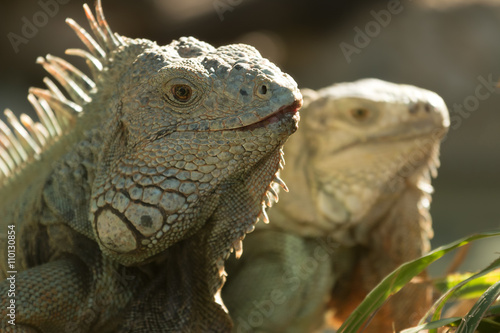 iguana face