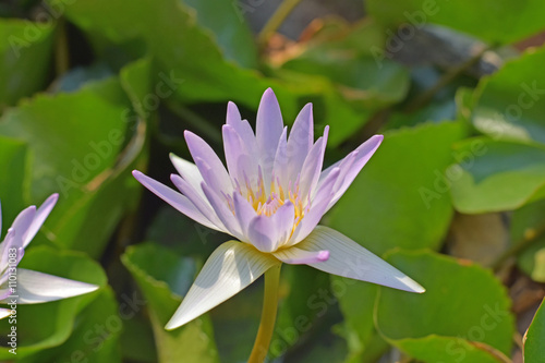 Beautiful purple lotus flowers  Violet lotus blooming in the pond  Closeup lotus flower