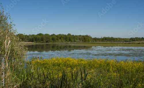 Etangs dans les Dombes - Ain.