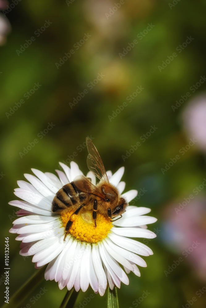 Bee on a flower collecting pollen and nectar Bee on a flower collecting pollen and nectar