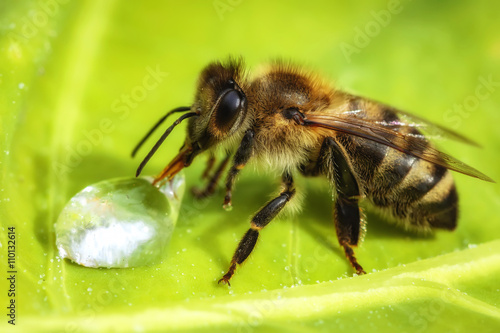 Macro image of a bee drinking a water drop from a green leaf