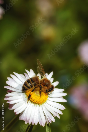 Bee on a flower collecting pollen and nectar