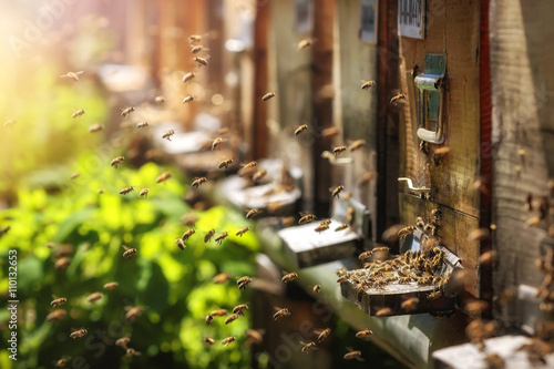 Fototapete Bienenstöcke in einem Bienenhaus mit den Bienen, die zu den Landungsbrettern in
