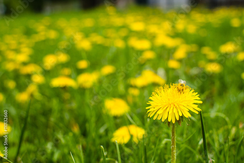 Yellow dandelion flowers with leaves in green grass
