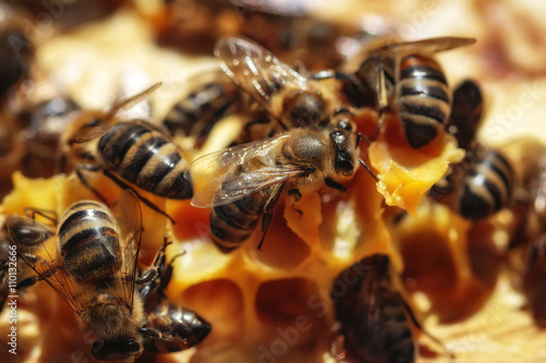 Healthy honey bees on a  frame © photografiero