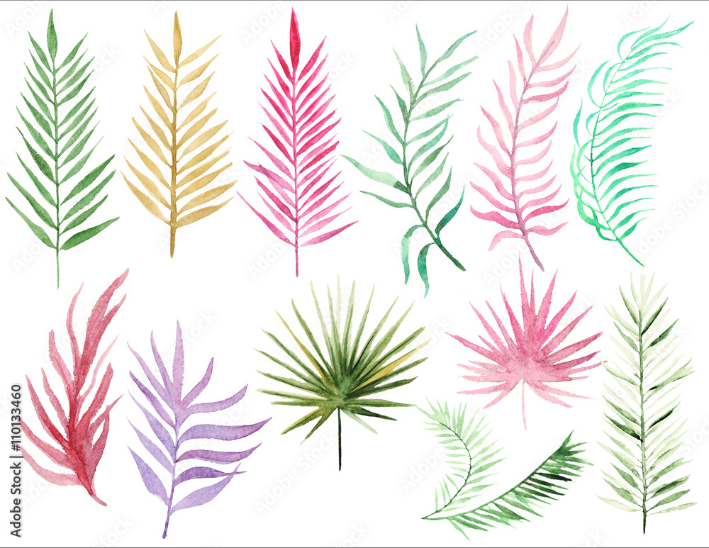 Collection Palm leaves Collection Palm leaves