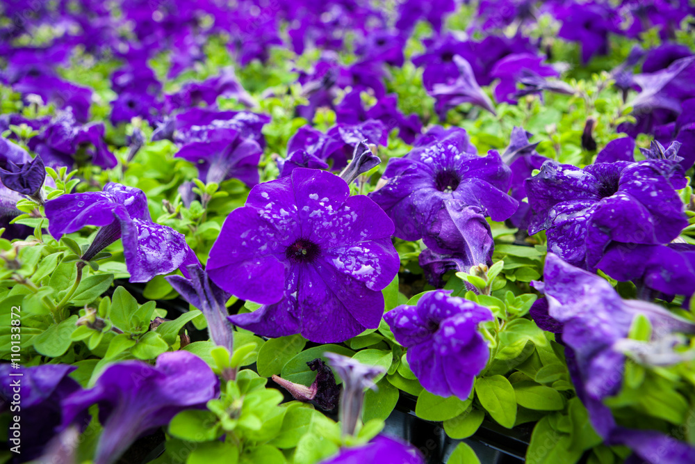 Image full of colourful petunia Petunia hybrida flowers Image full of colourful petunia Petunia hybrida flowers