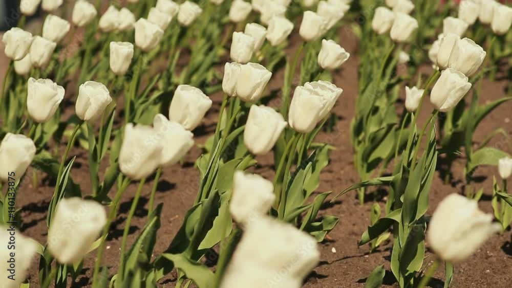 White tulips in early morning. White tulips in early morning.