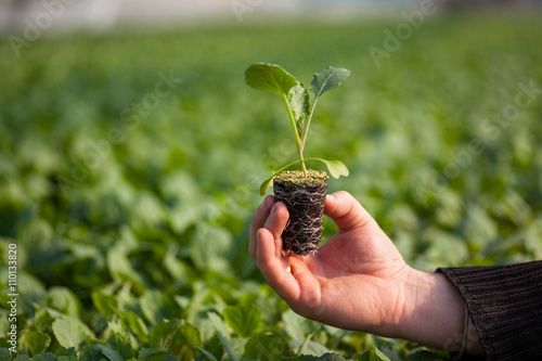 Human hands holding young plant with soil over blurred nature background. Ecology World Environment Day CSR Seedling Go Green Eco Friendly 