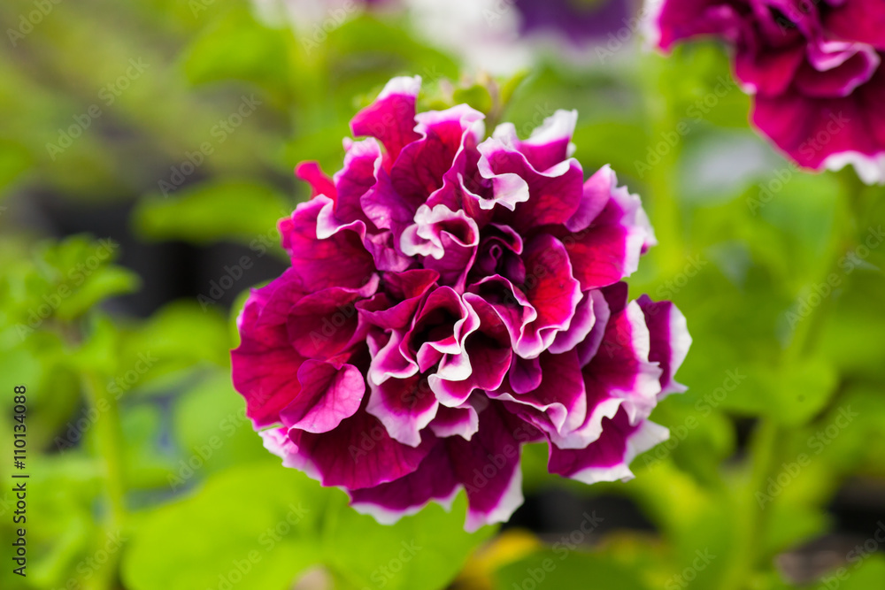 Beautiful Petunia flower close-up on a background of green foliage Beautiful Petunia flower close-up on a background of green foliage
