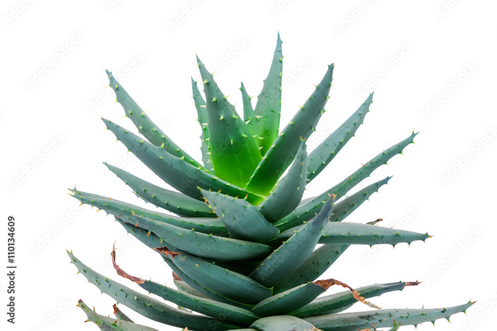 Aloe plant on white background Aloe plant on white background