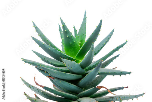 Aloe plant on white background