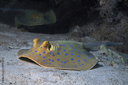 Blue spotted stingray  Blaupunktrochen  Taeniura lymma 