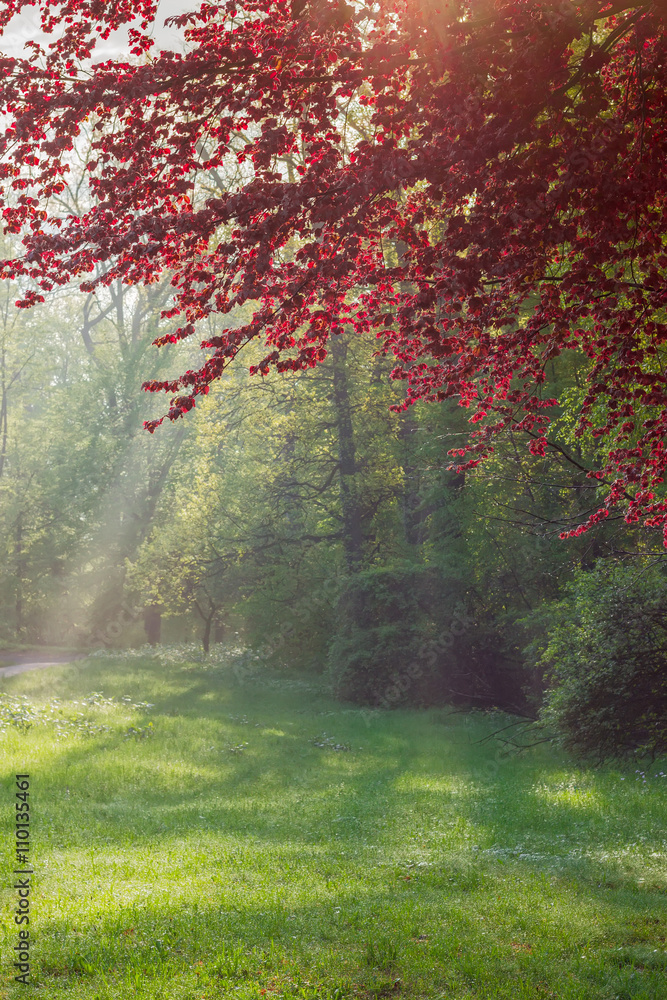 Fototapeta premium Glade in park lit by sun rays through the trees