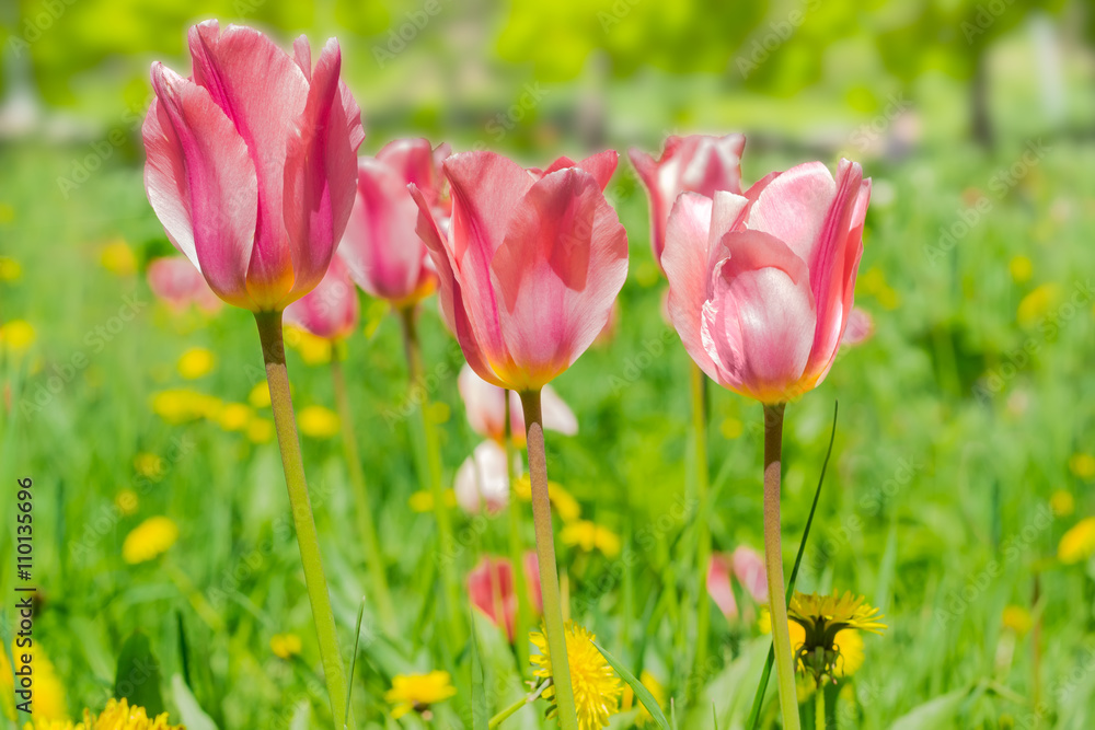 Pink tulips among the grass closeup