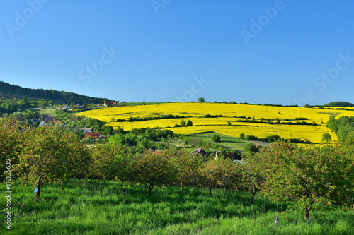 Colorful spring Landscape with Rape in Czech Republic