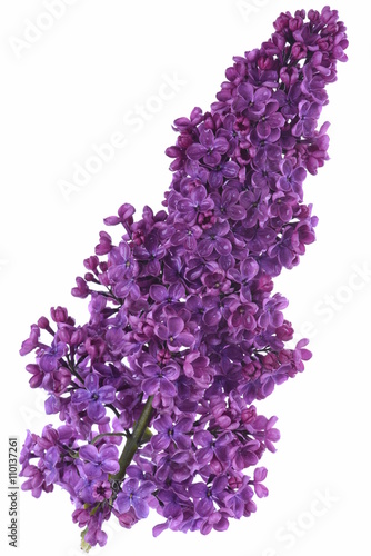 Purple lilac flowers isolated over white background